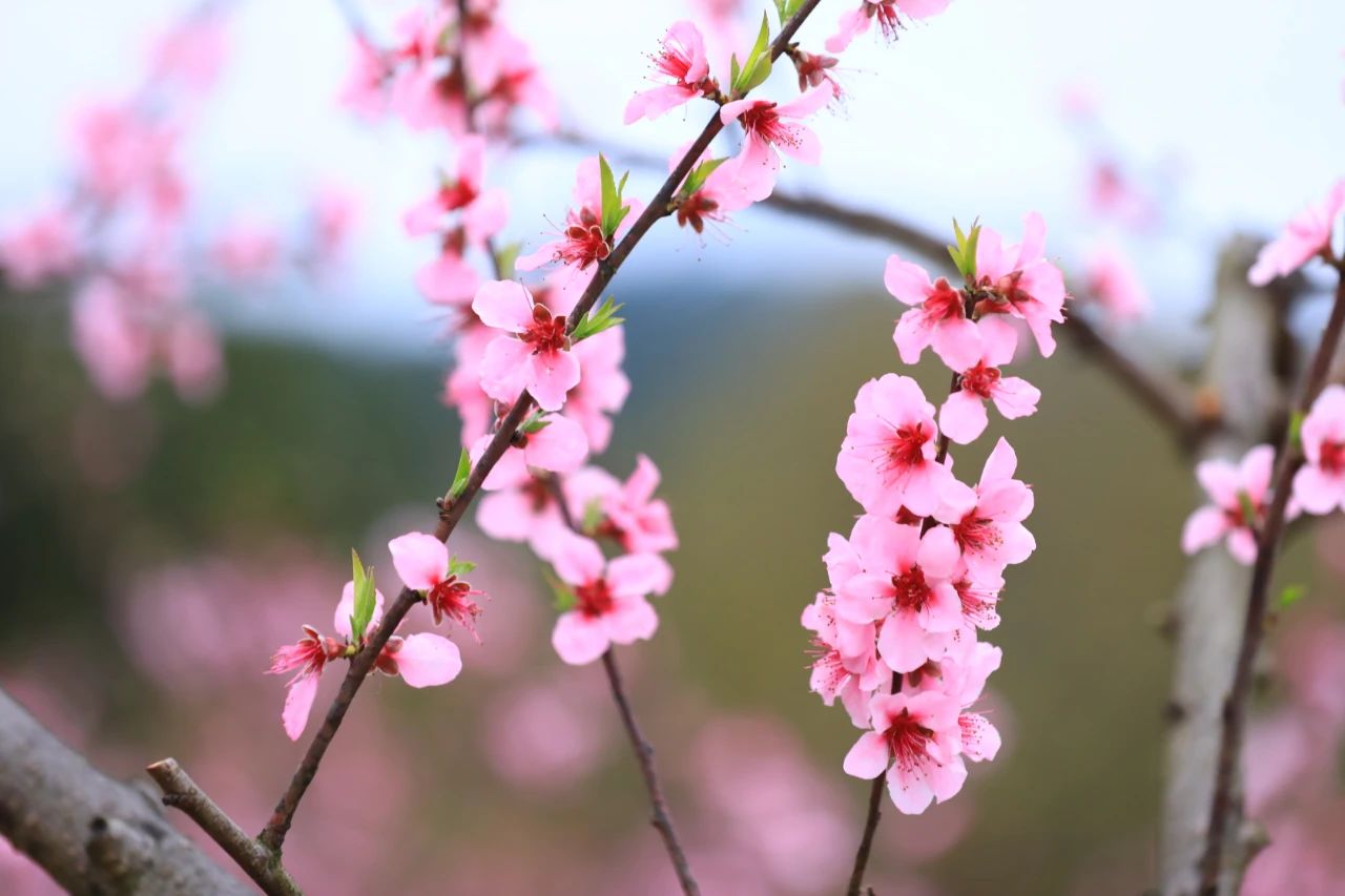 各种桃花图片大全大图图片