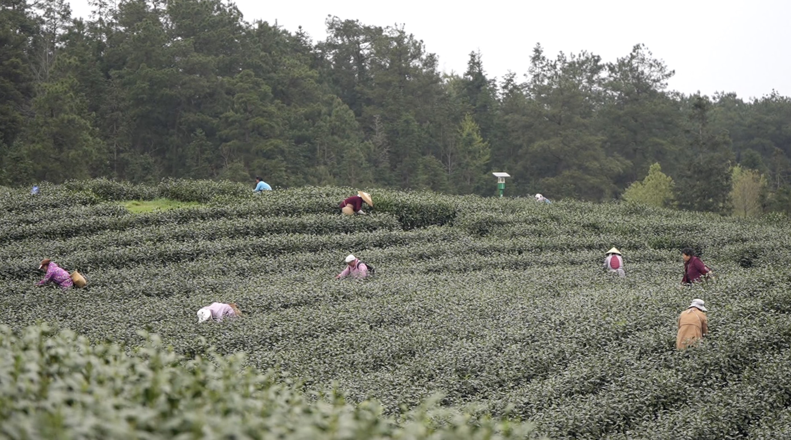 茶香贵州贵州黎平上春山采春茶侗乡茶园春味浓