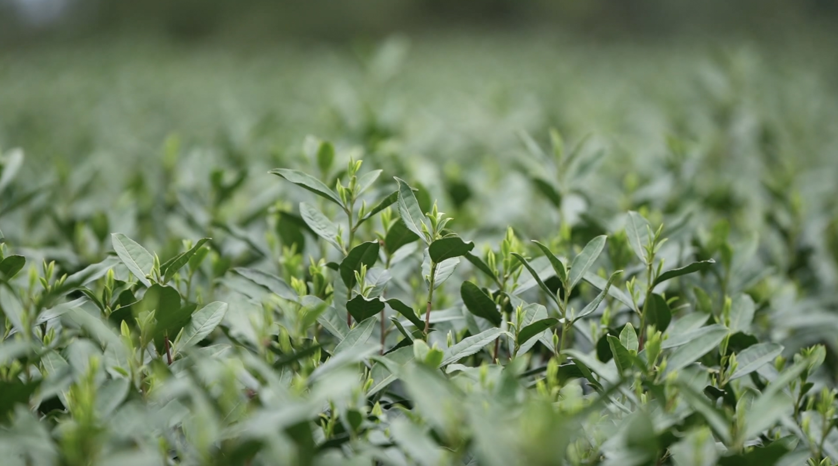 茶香贵州贵州黎平上春山采春茶侗乡茶园春味浓