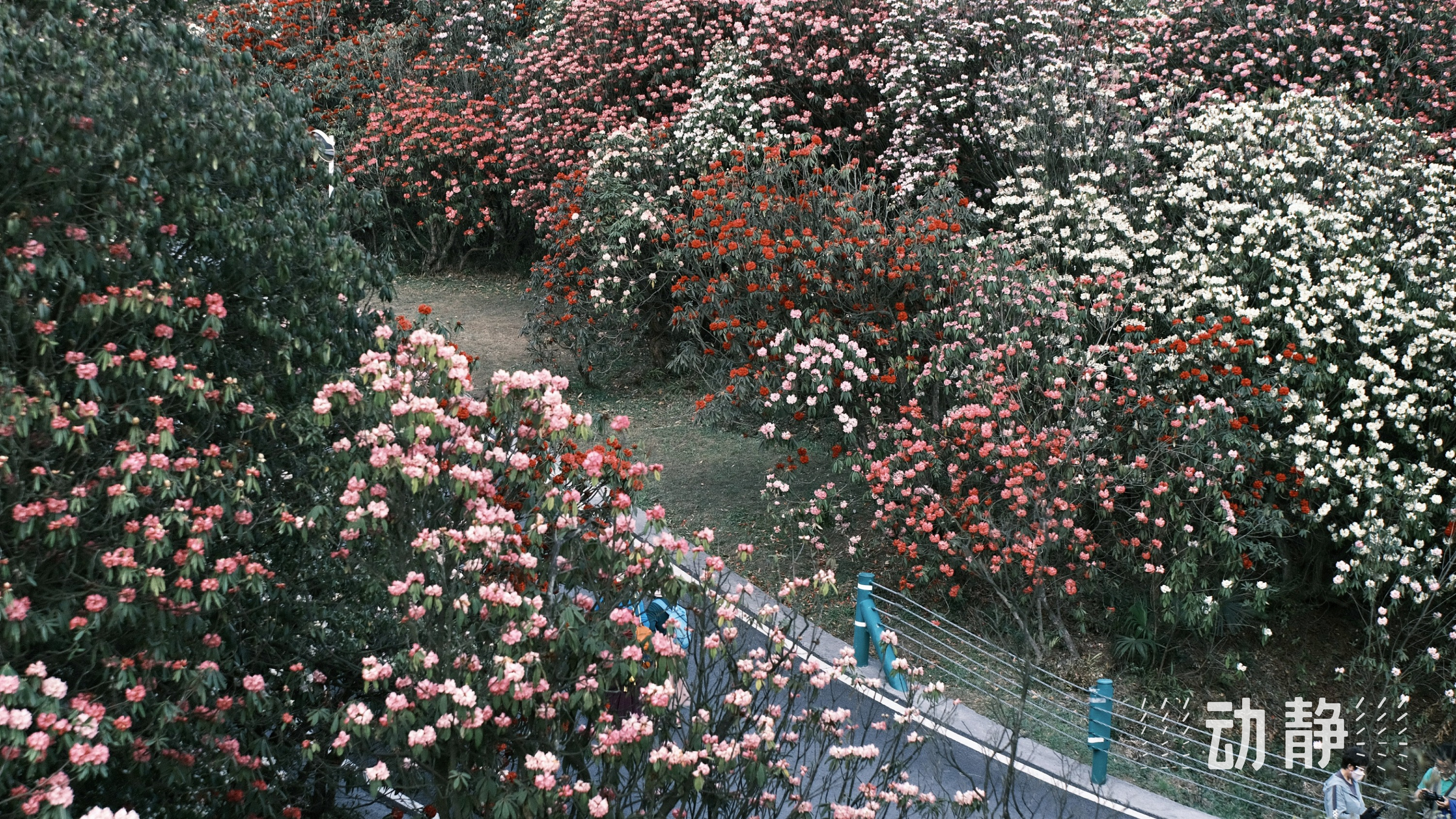 百里杜鹃花开浪漫花海等君来