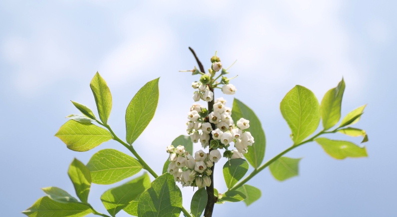 麻江蓝莓花开引蜂来产业振兴有蜜诀