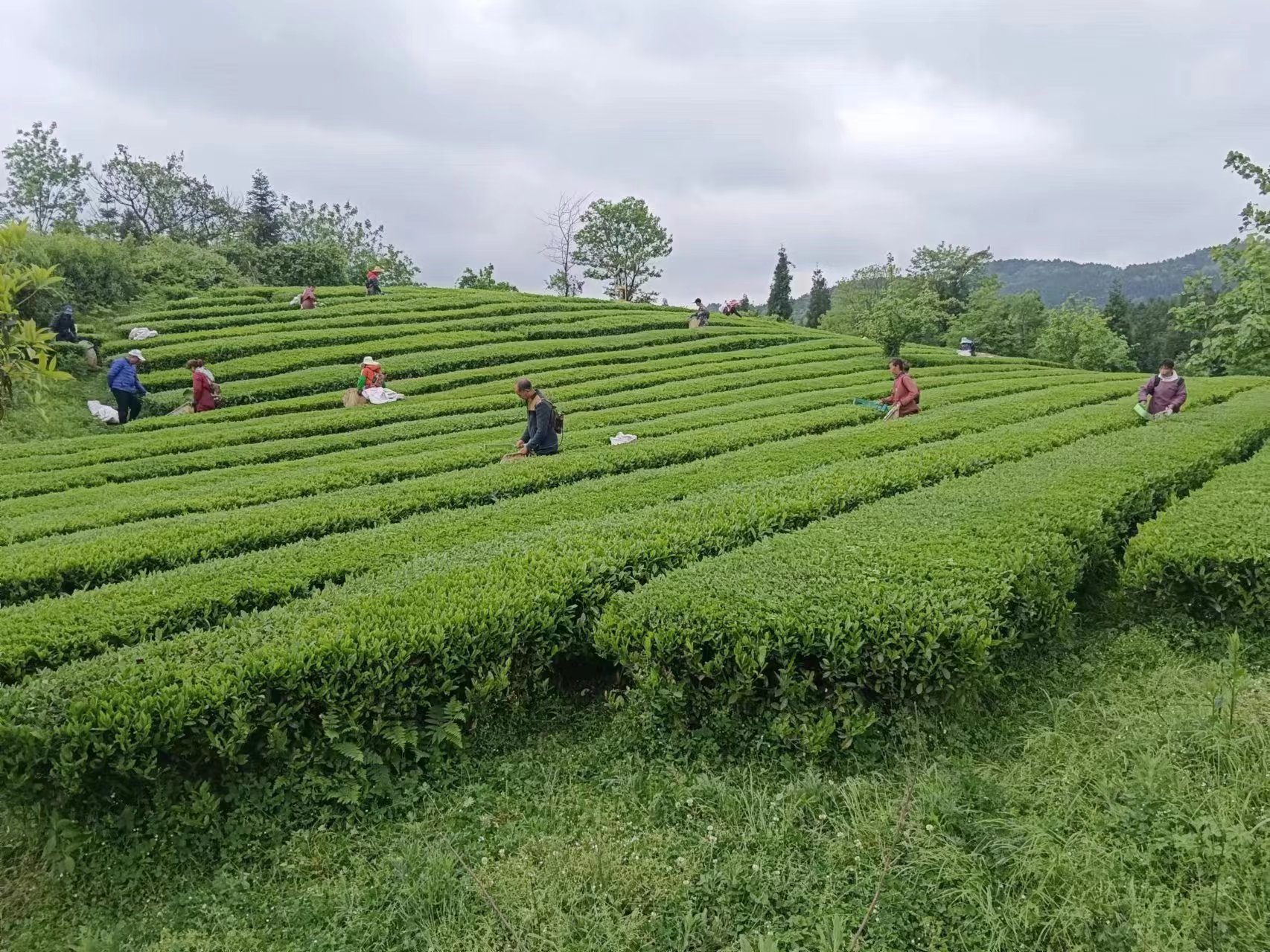 正在开采│修文县六屯镇陆丰村贵州峰园茶业有限公司茶园