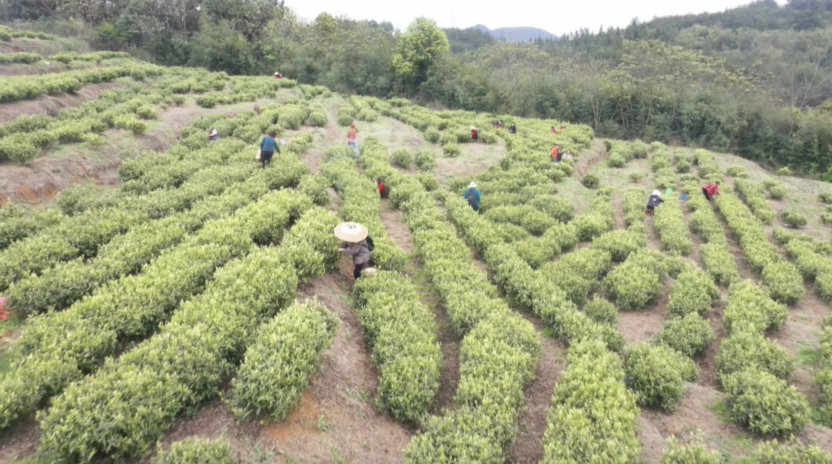 茶香贵州玉屏白果村白茶飘香以绿添金