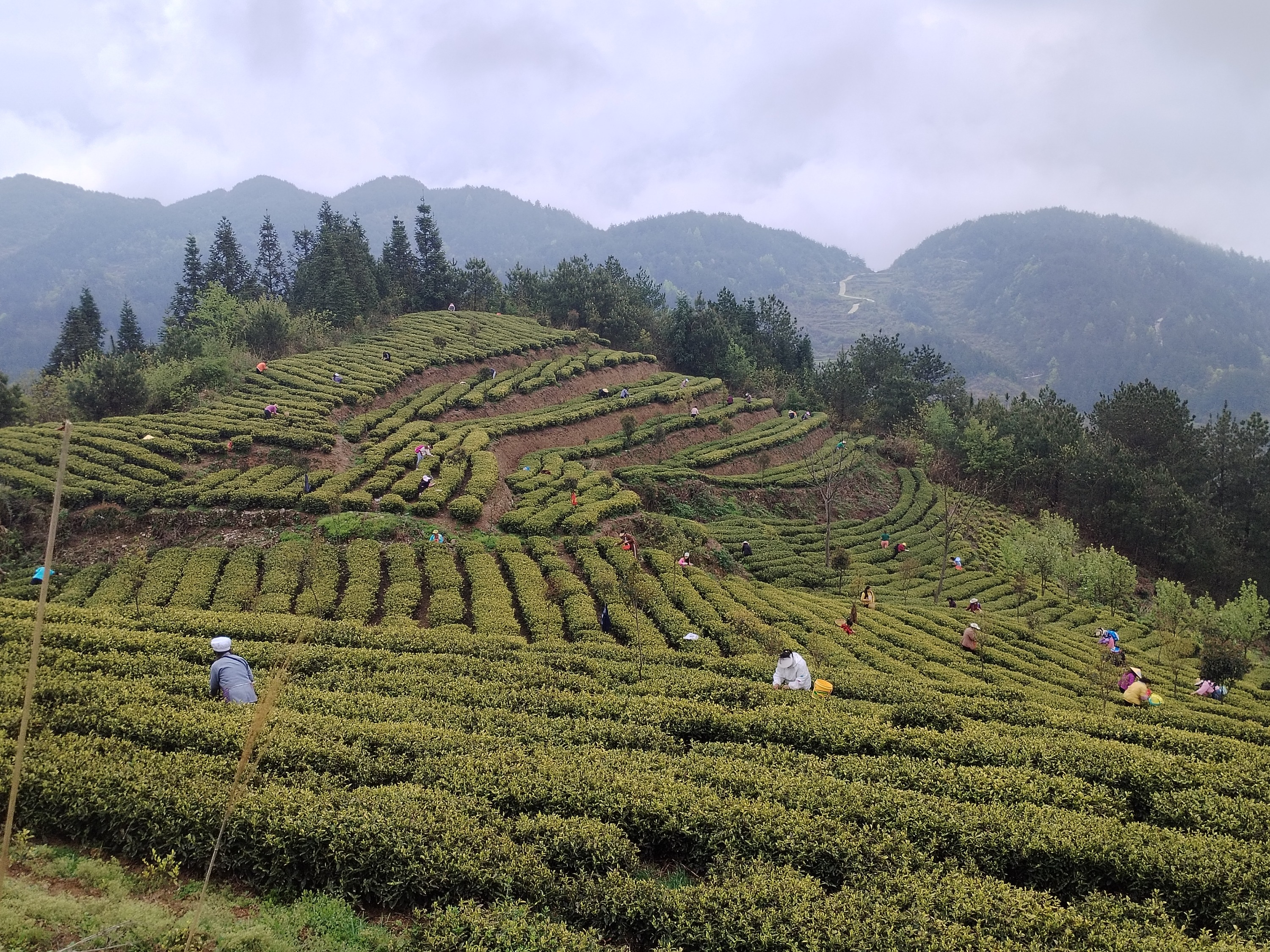 记者来到土地坳镇木坪村贵州省龙馨茶业有限公司发展的黄金茶茶园