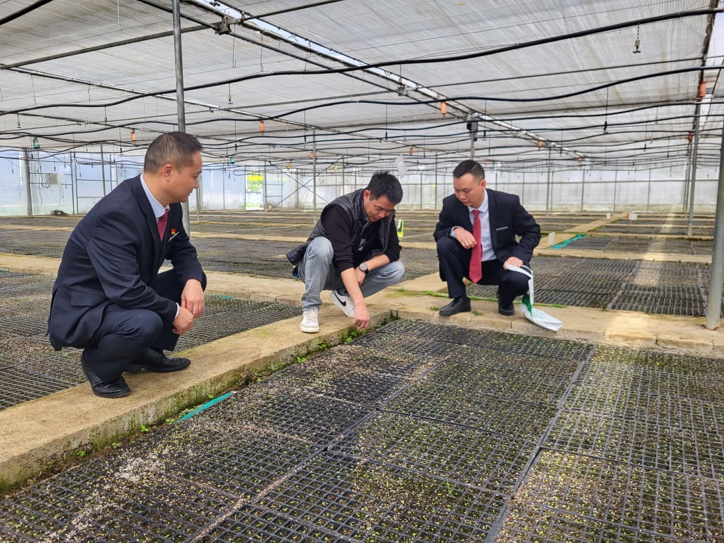 在九坝镇白盐井村,农户杨万红深有感触地说:"今年我计划种植烤烟64亩
