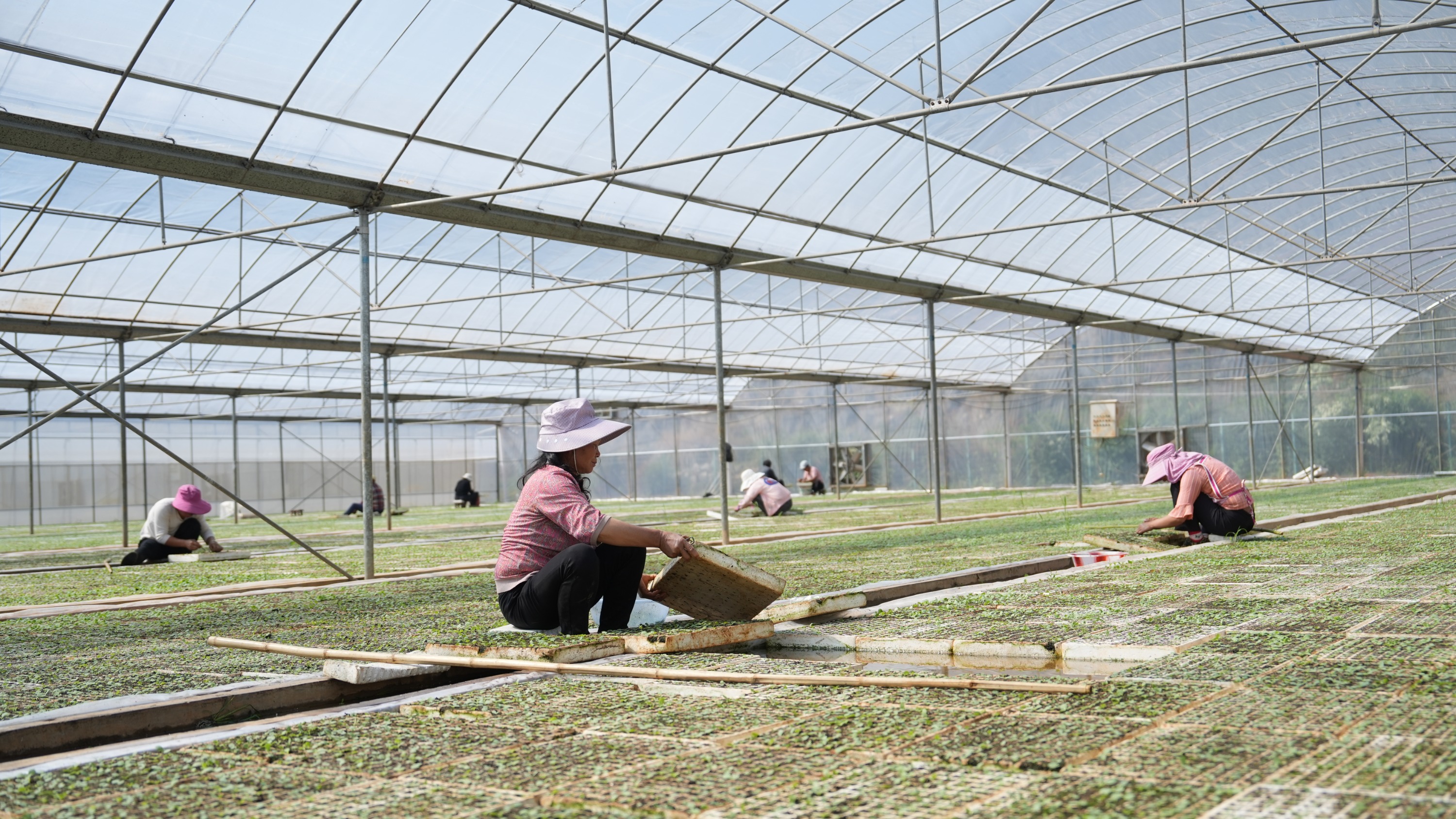 抢抓时节盘州烤烟育苗备栽忙