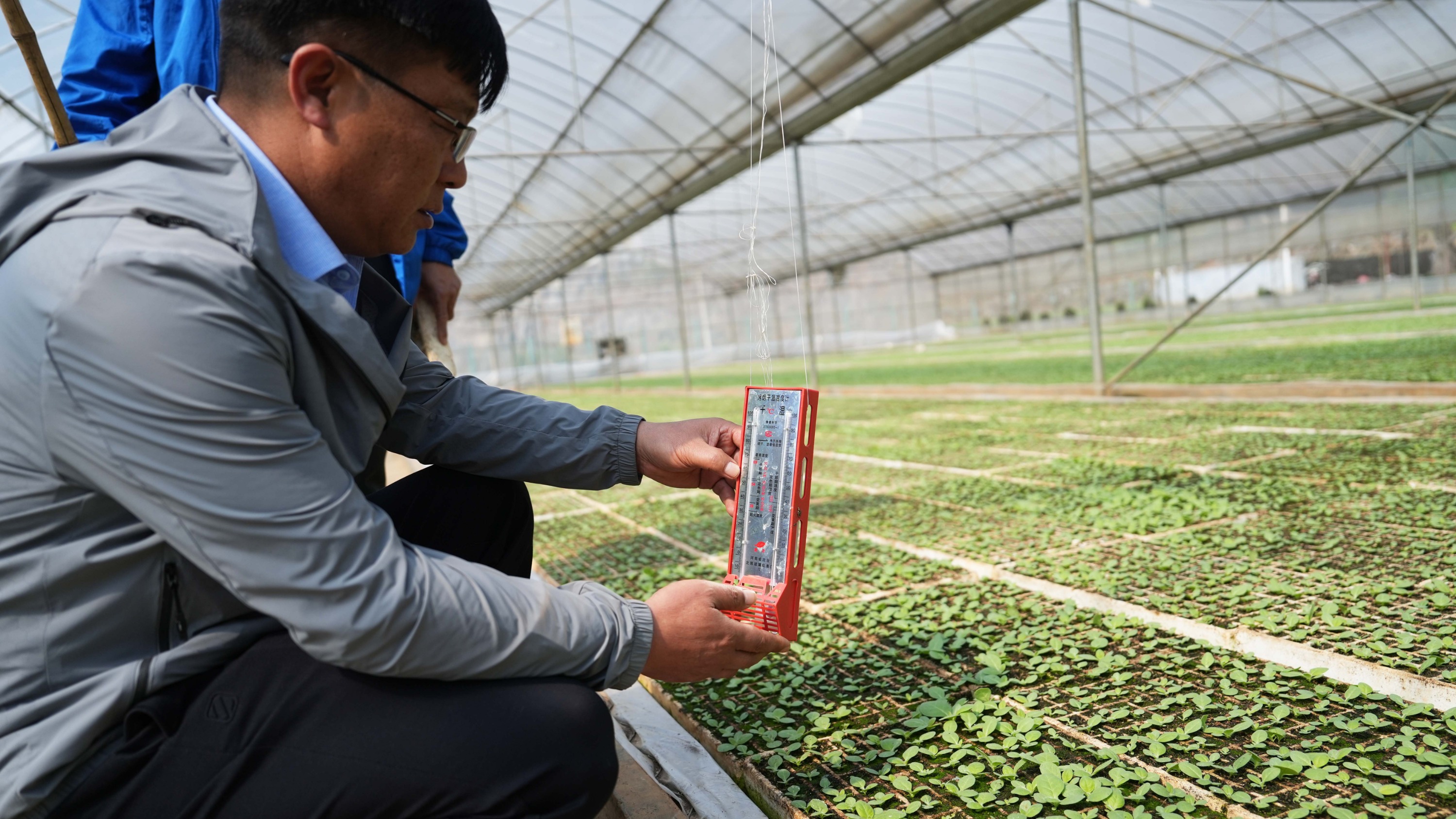 抢抓时节盘州烤烟育苗备栽忙