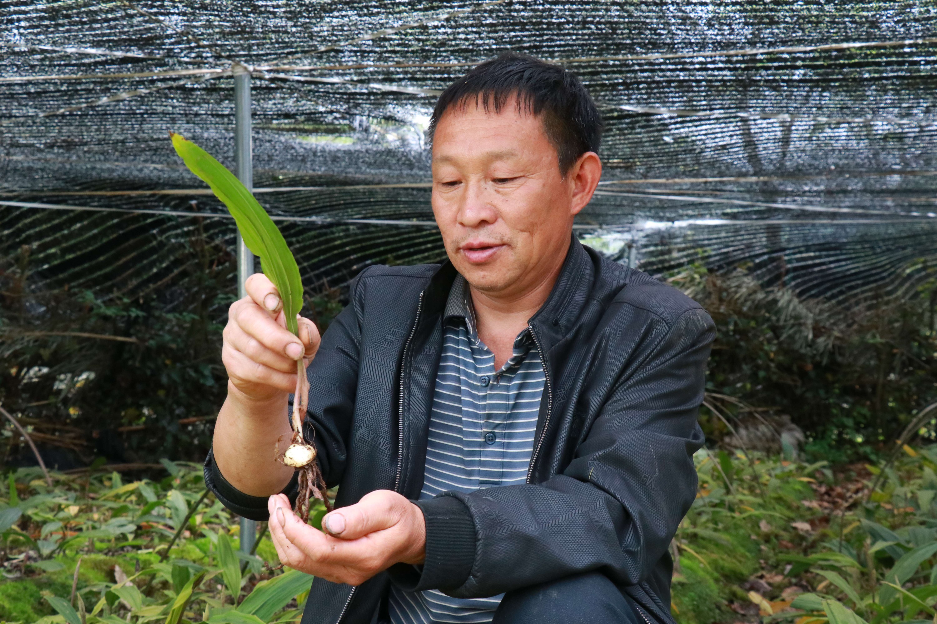 沿着湿滑的林间小道,走进中药材种植大户赵代伦的冰球子育苗基地,一排