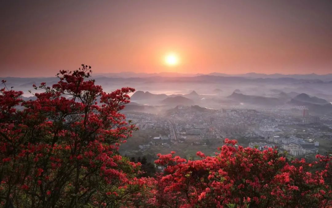 贵州丹寨杜鹃花景区图片