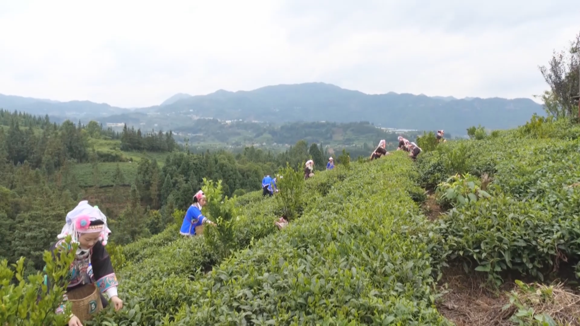 贵州新闻联播丨【茶山上“新”】新技术引领普安茶产业奔赴新赛道