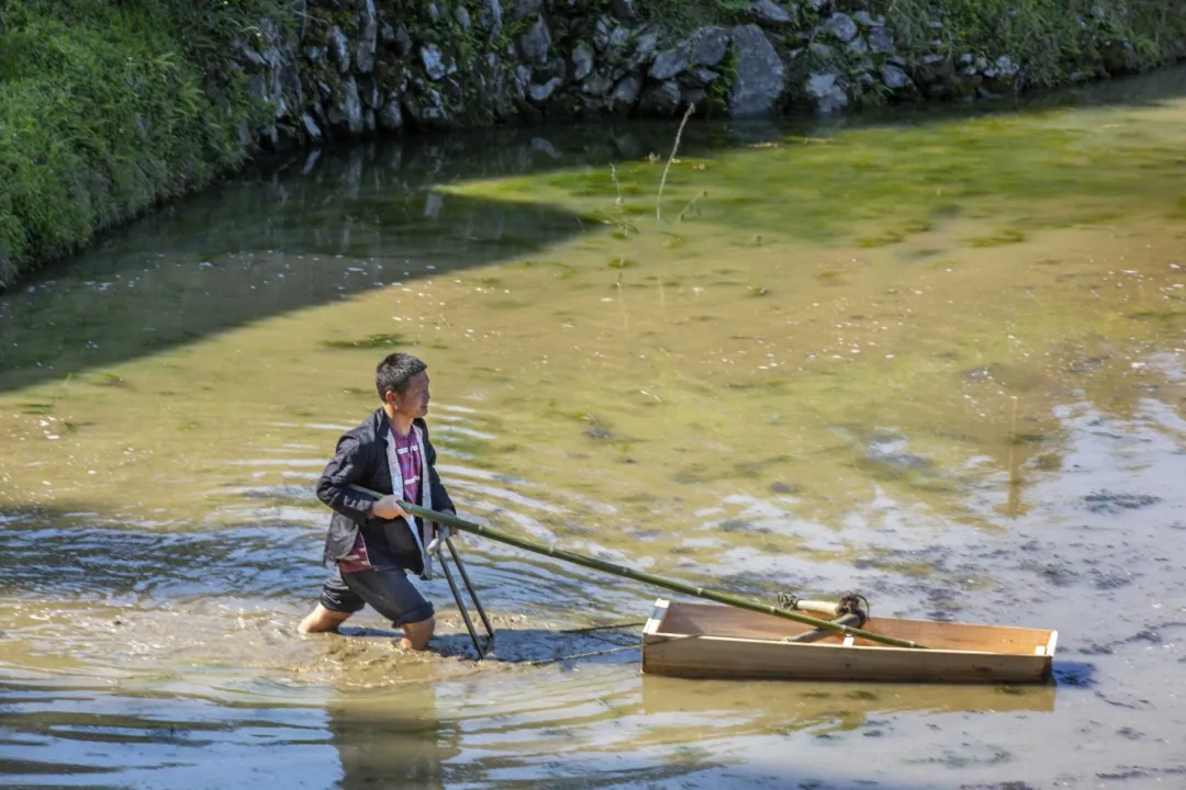 牛耕人耕船耕加榜梯田春耕画卷