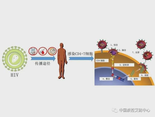 艾滋病的发病机制图解图片