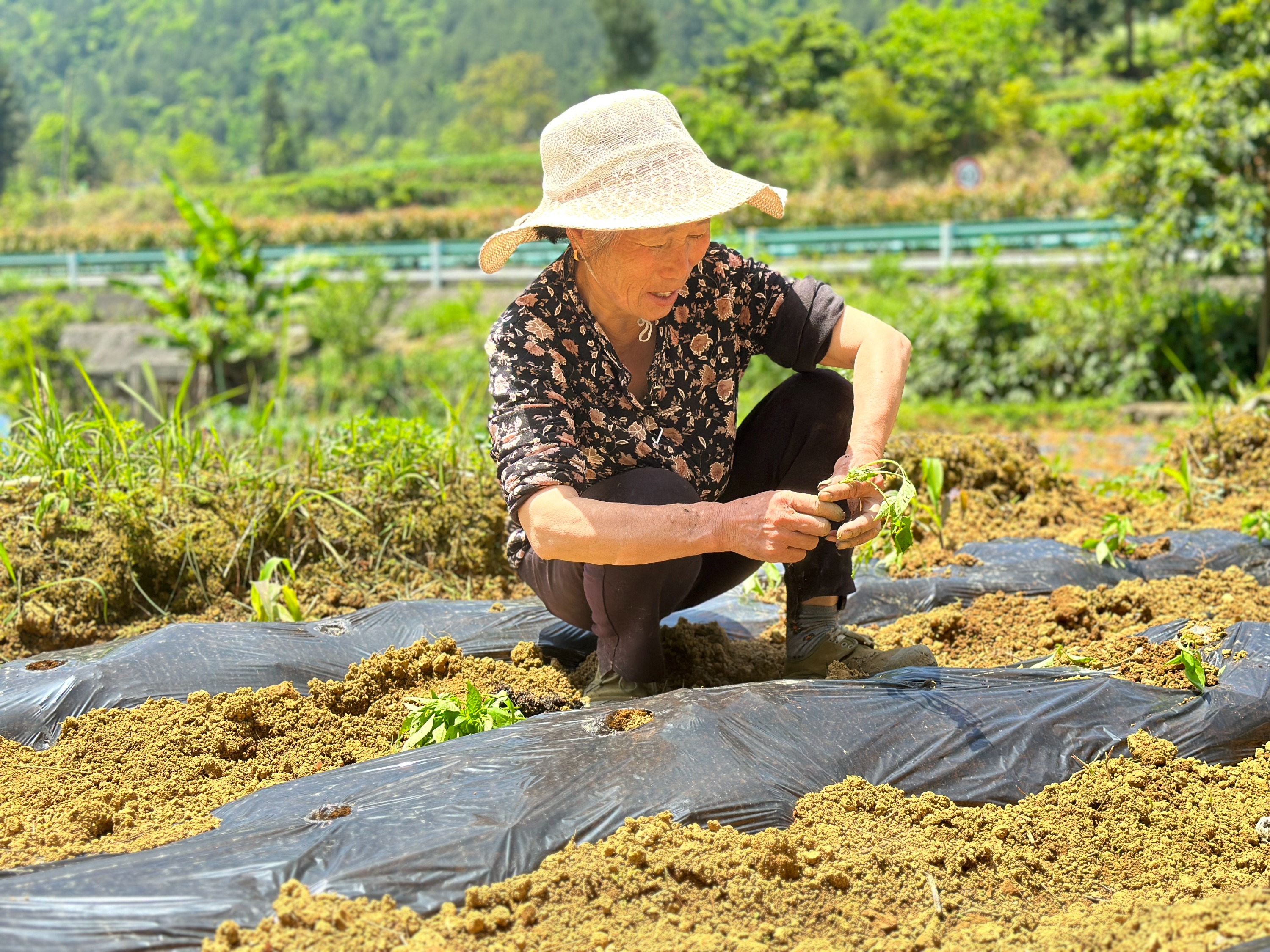 聚"椒"产业助振兴 | 沿河:免费发放572万株辣椒苗