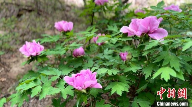 陕北黄土高原现国家一级保护野生植物紫斑牡丹