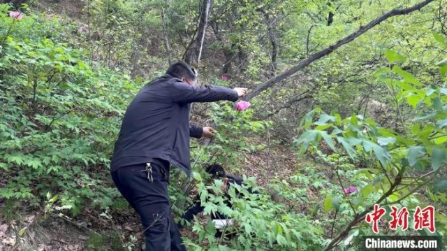 陕北黄土高原现国家一级保护野生植物紫斑牡丹