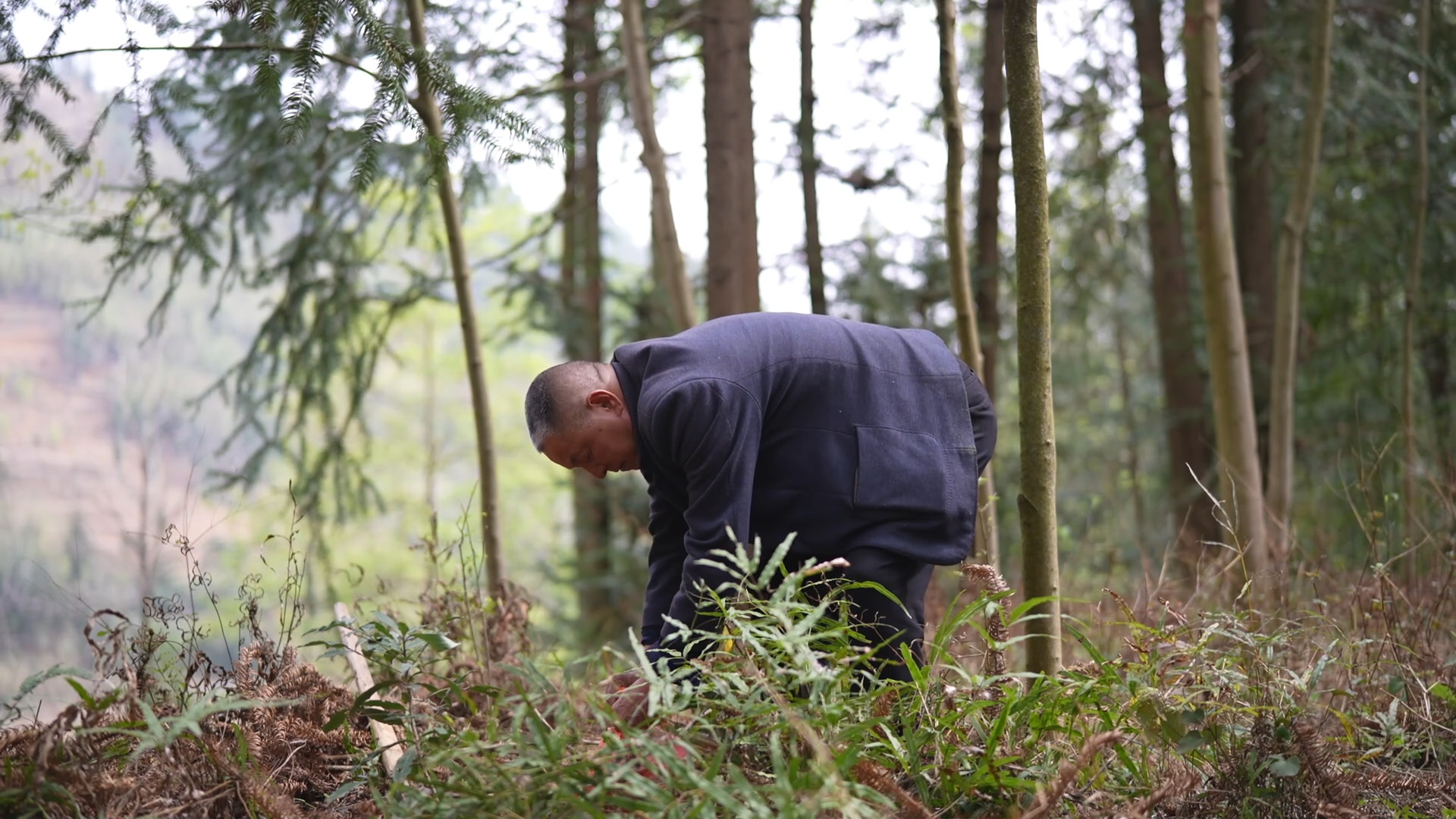 乡村行医四十载 一枝一叶总关情