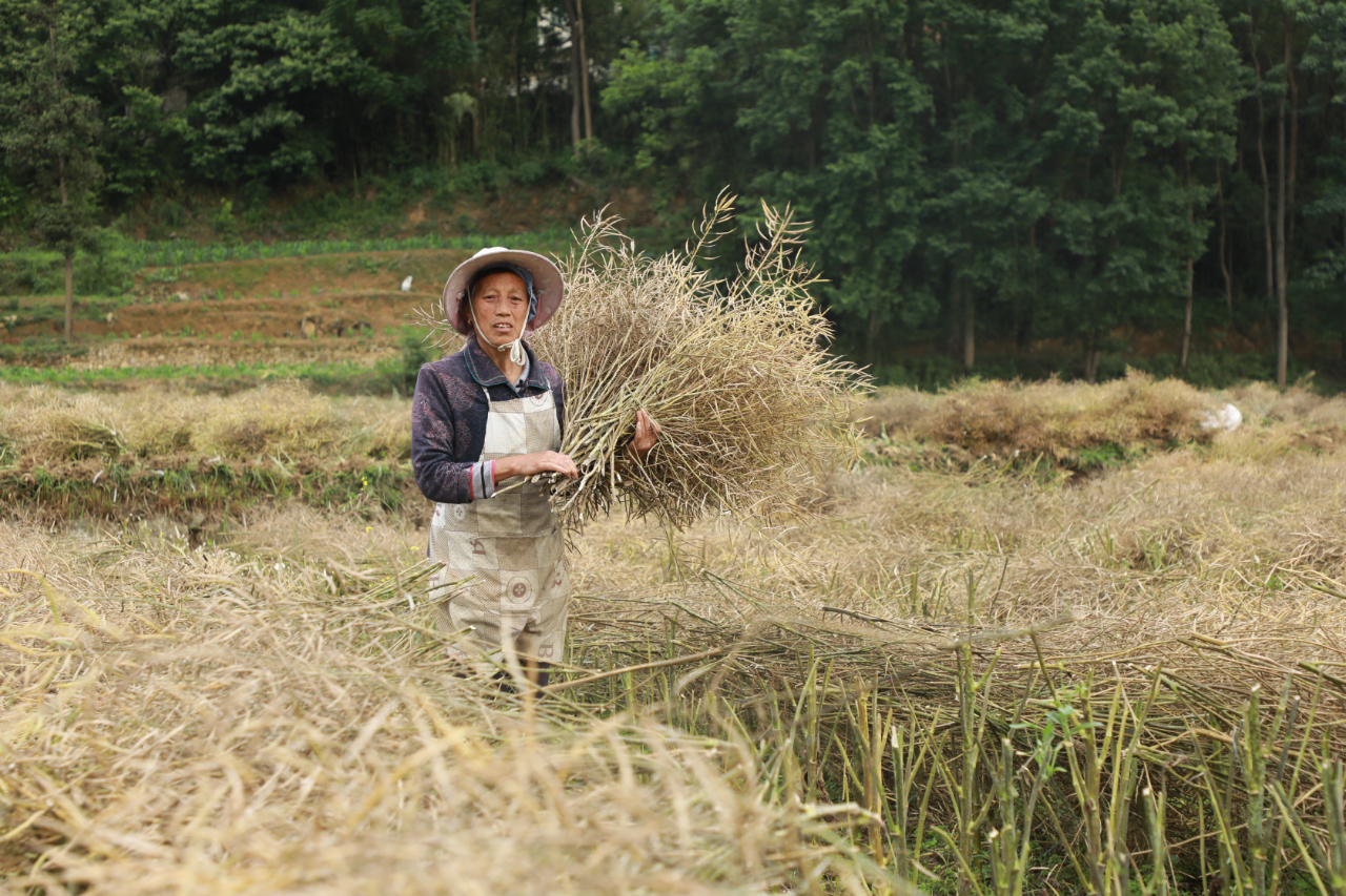 长顺：13万亩油菜颗粒归仓，稻油轮作守牢粮食安全