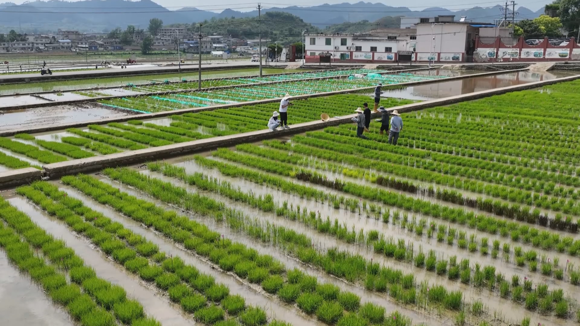 贵州新闻联播丨贵州省农科院发布6项重大科技创新成果和2项技术专利