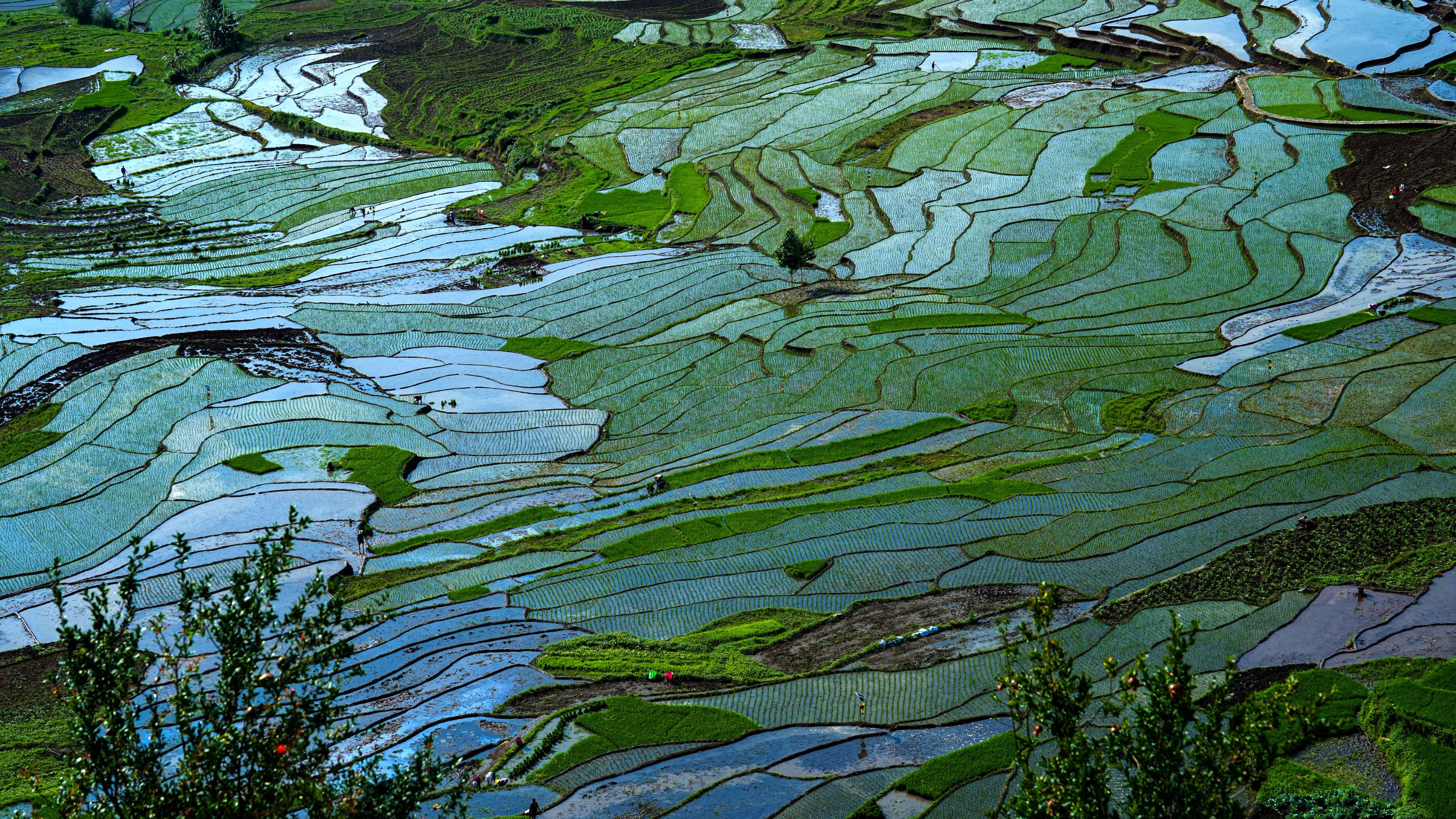 盘州:万亩梯田栽秧忙 色彩斑斓美如画