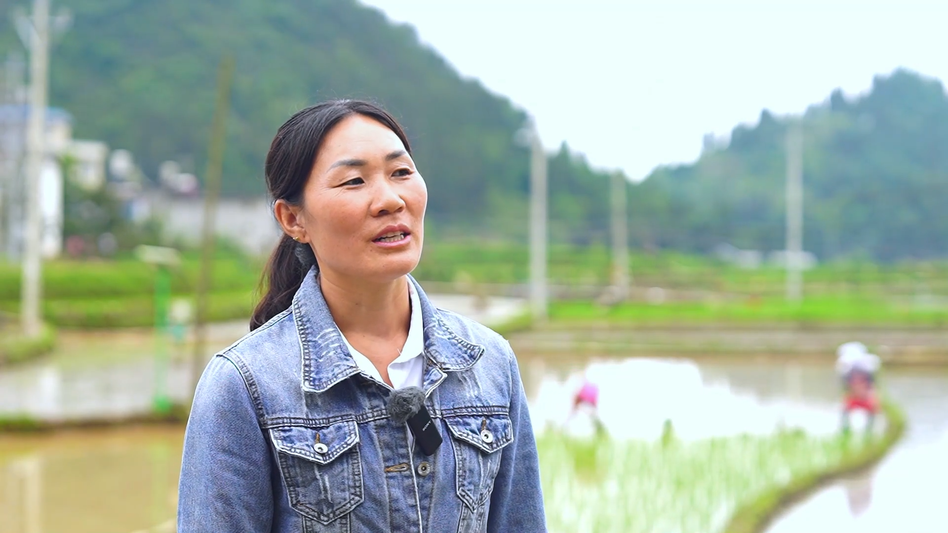 盘州市旧营乡:端午种下红稻苗,群众增收有盼头