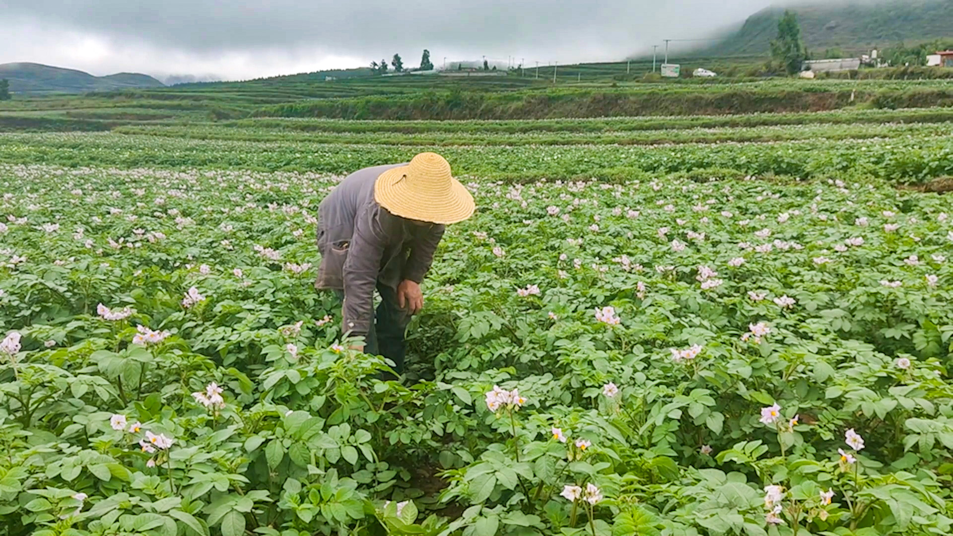 盘州市乌蒙镇:7000亩洋芋花开 村民丰收在望