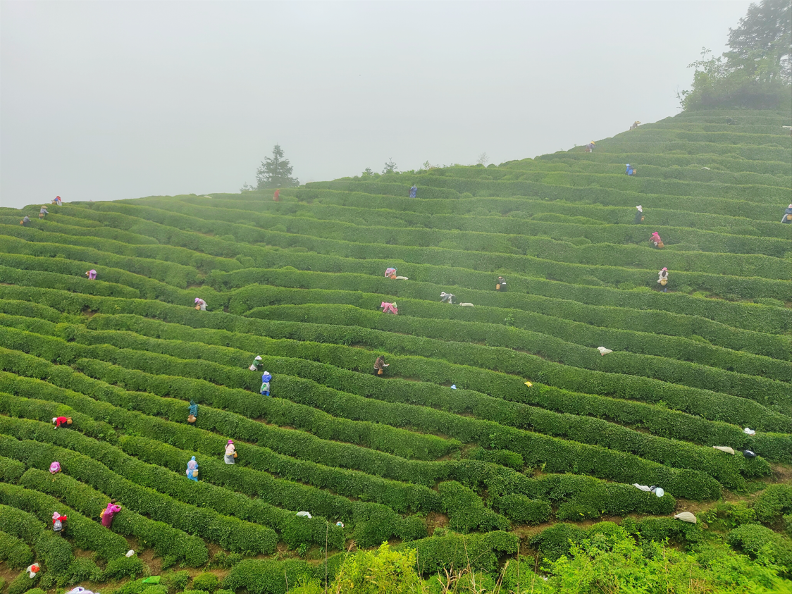 产自贵州雷公山国家级自然保护区的雷山银球茶,以独特的银灰墨绿球形