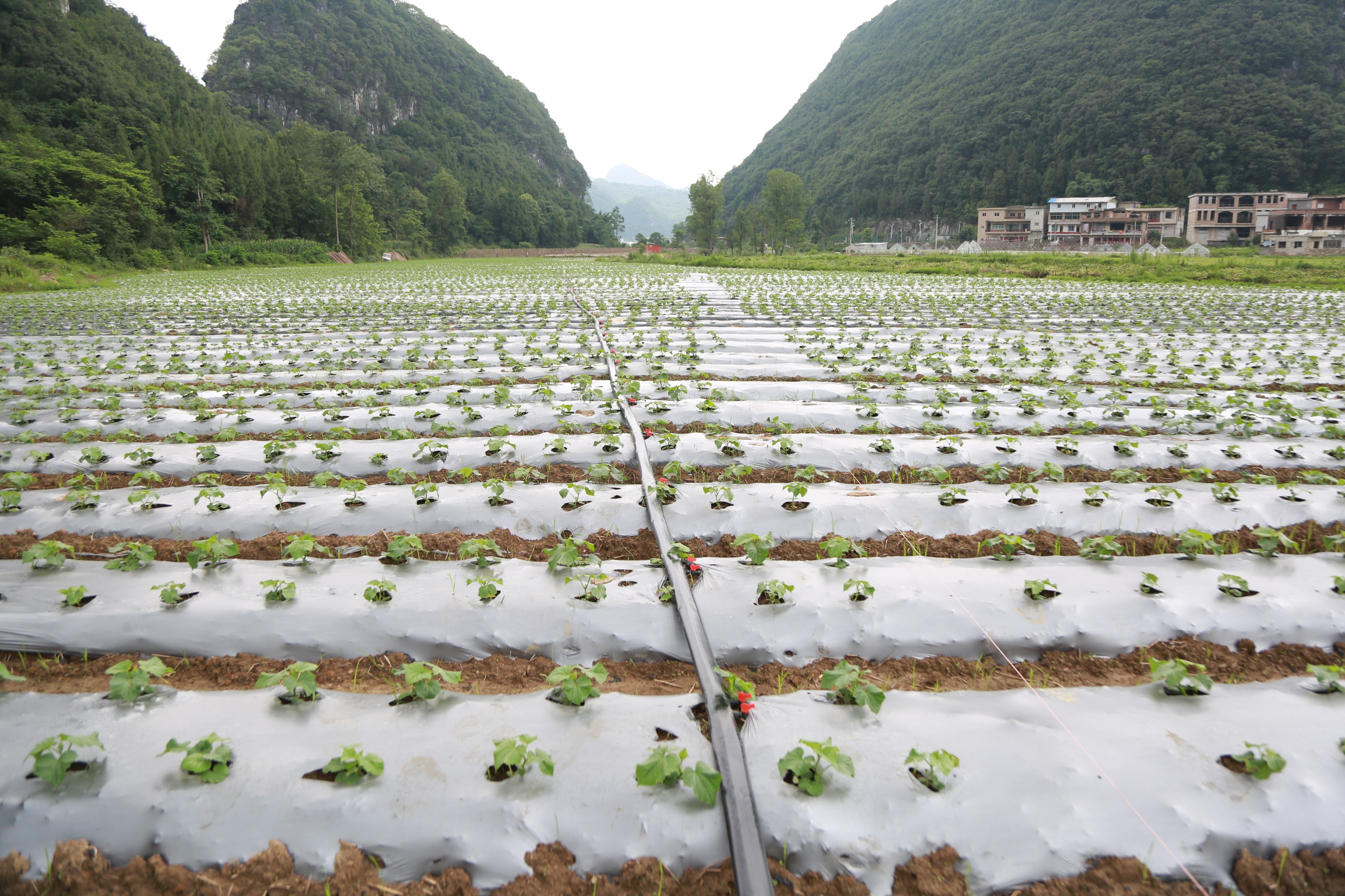 走进长顺县长寨街道永増村蔬菜基地