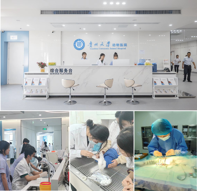 学生在贵州大学动物医院进行动物医学专业实习曾祥伟(左三),靳莲(右二