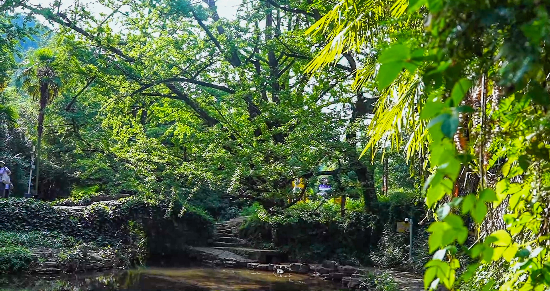 妥乐古银杏风景区简介图片