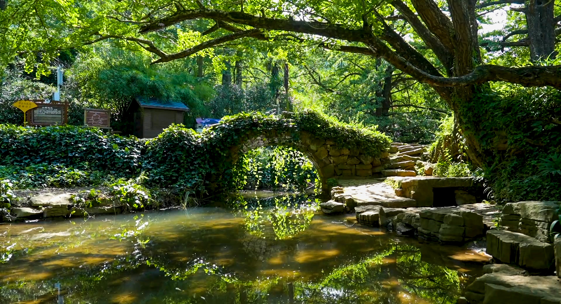 妥乐古银杏风景区简介图片