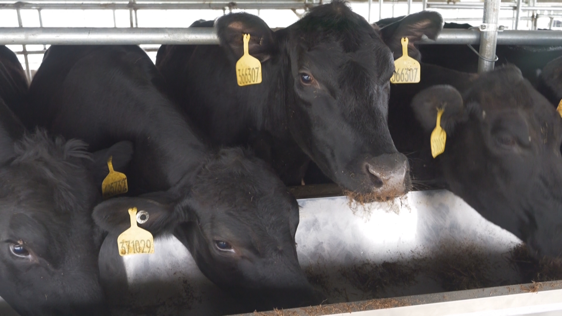 贵州新闻联播丨【高质量发展调研行】全国牛肉价格下行  贵州肉牛产业如何应对？