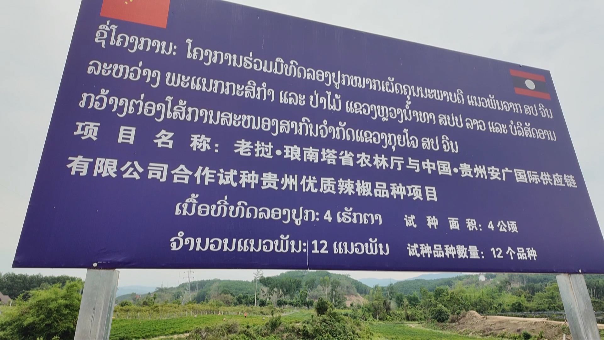 贵州新闻联播丨贵州辣椒在老挝喜获丰收 即将开启“跨国链”