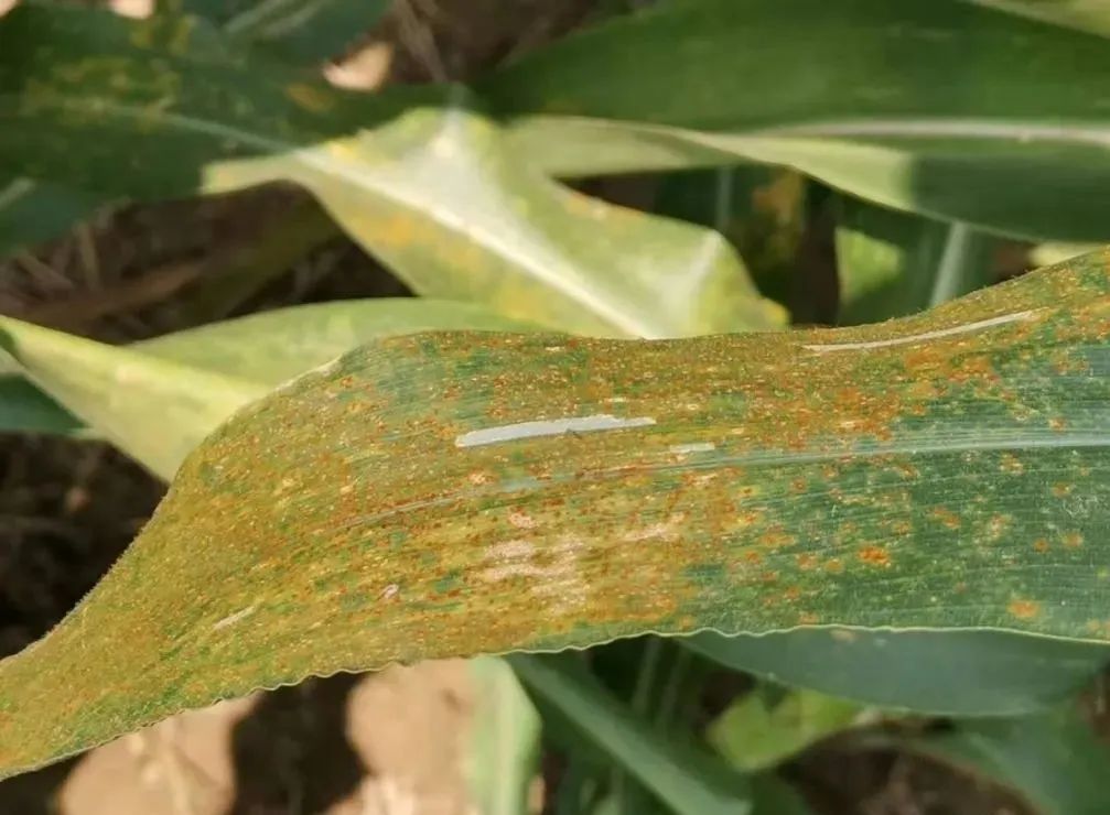 玉米锈病大暴发?多地已有苗头,紧急预警!