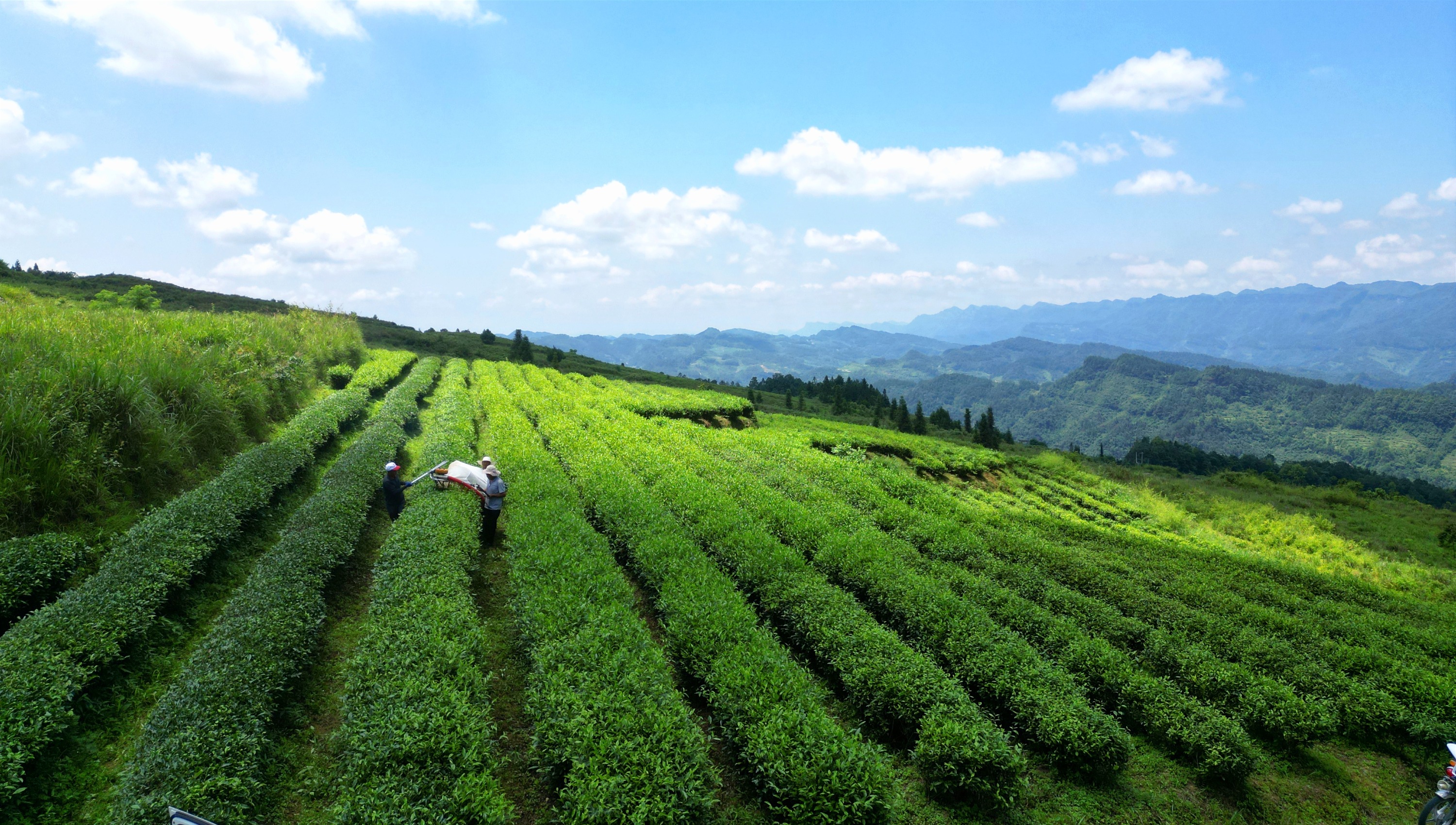 务川风景图片图片