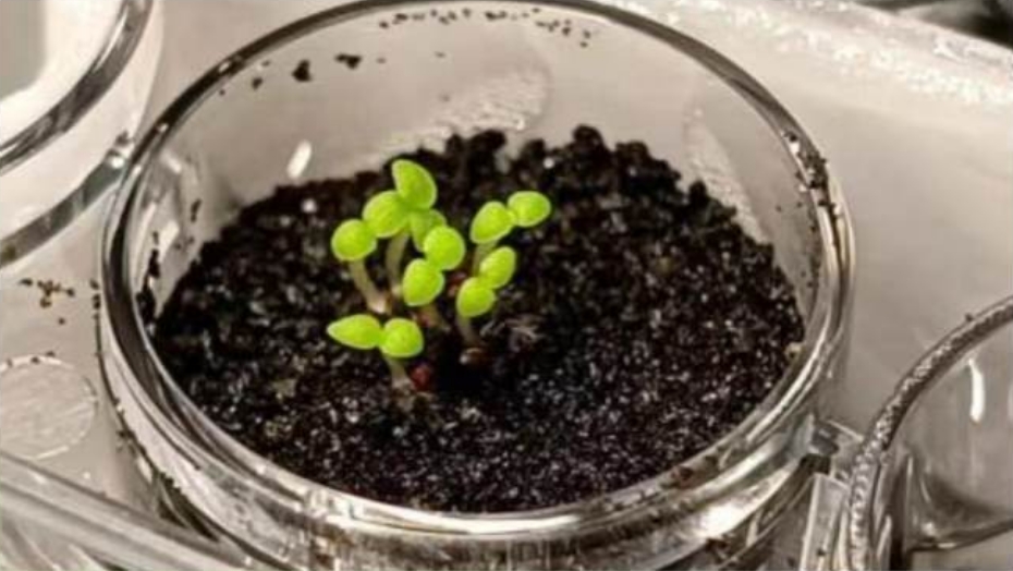 科研人员首次在模拟月壤中种鹰嘴豆
