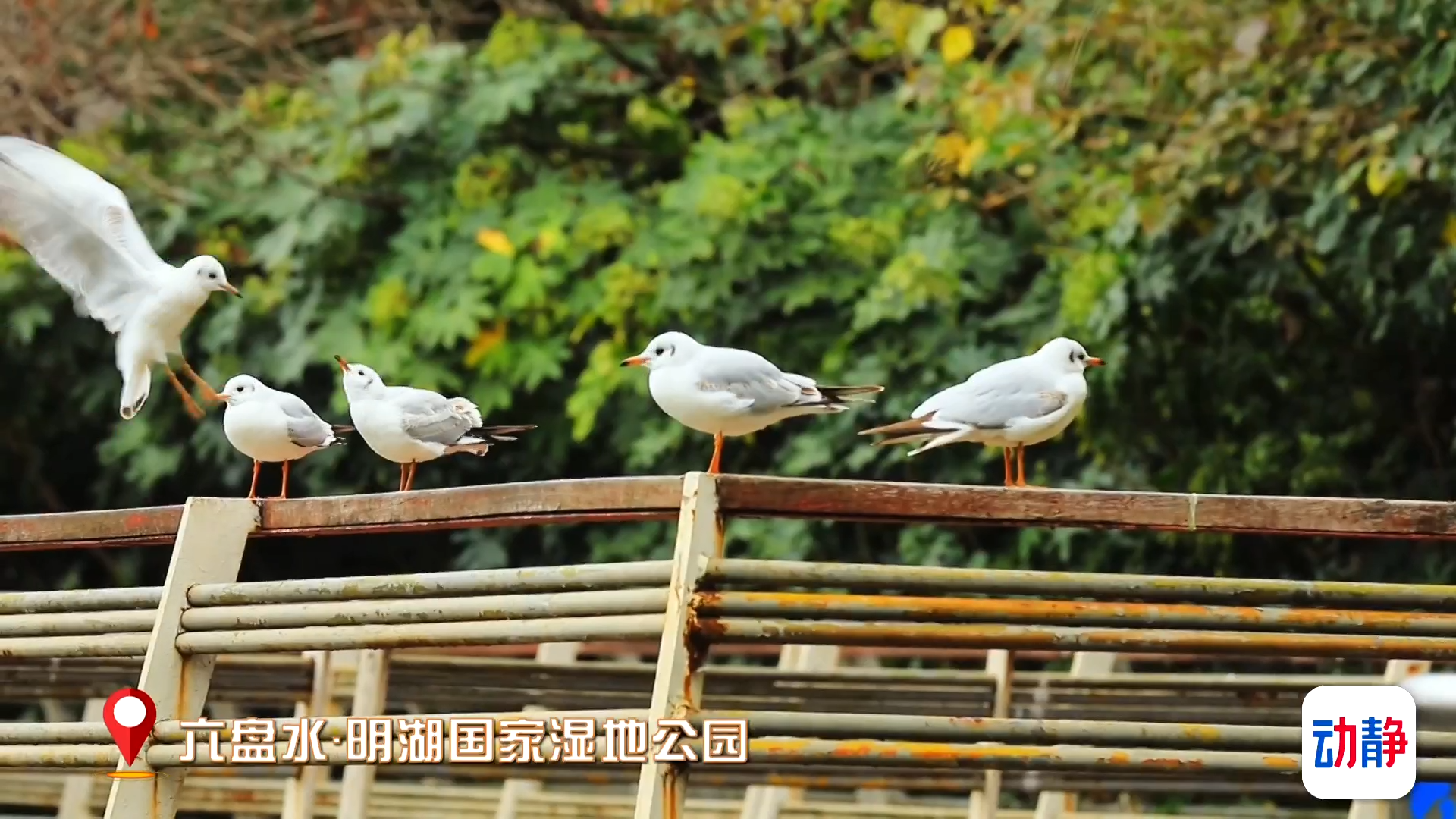 六盘水：红嘴鸥翩跹而至，共享生态之美