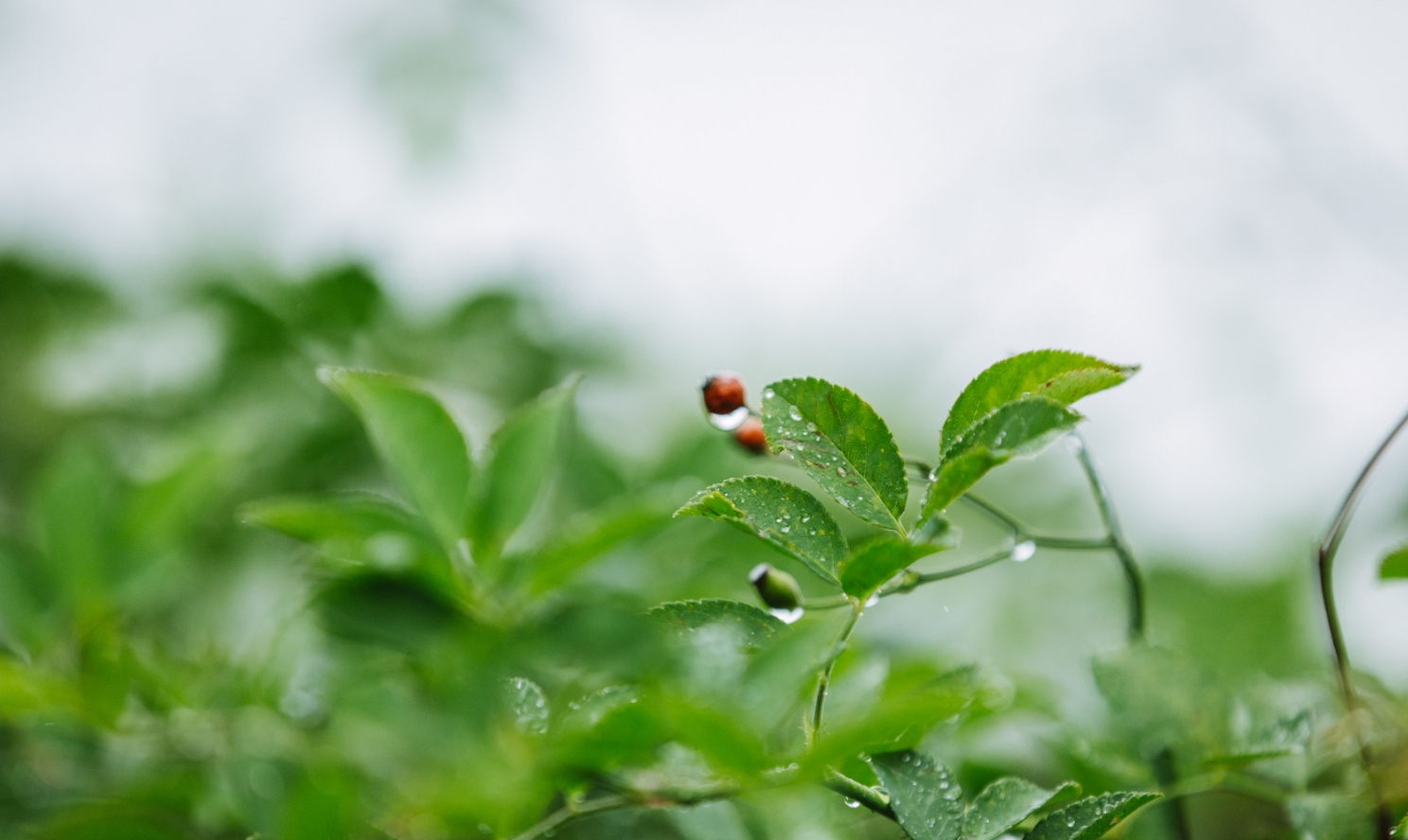 最低气温降至2℃！今晚贵阳起进入阴雨模式