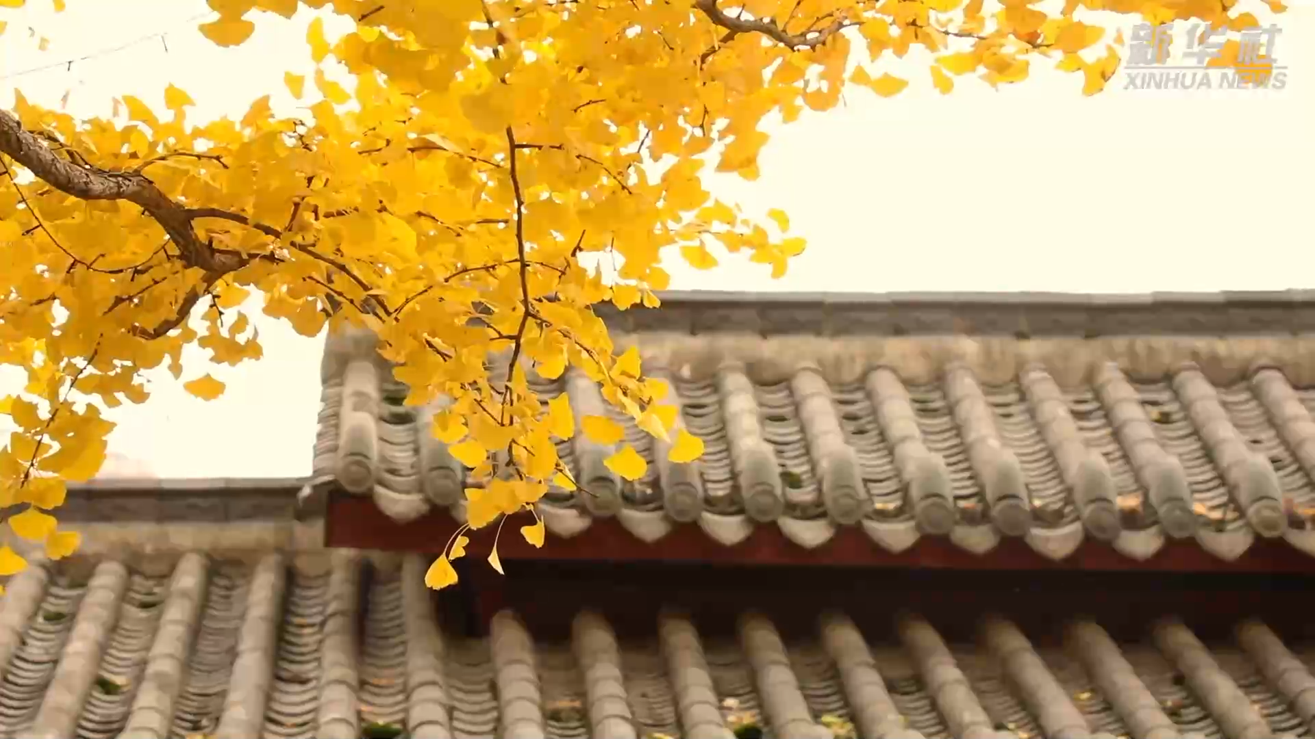 贵州桐梓：冬赏银杏黄