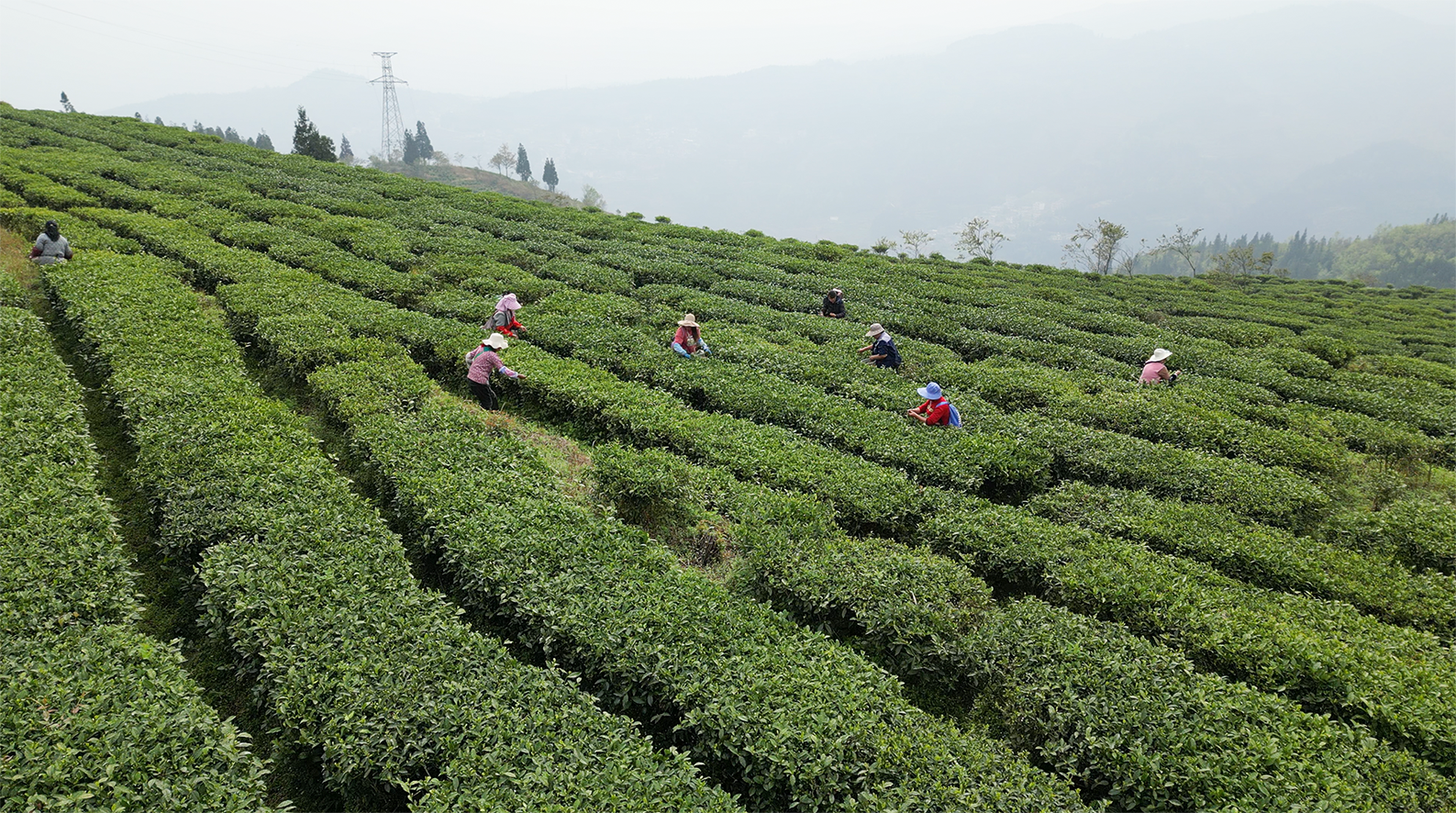 大茶场 