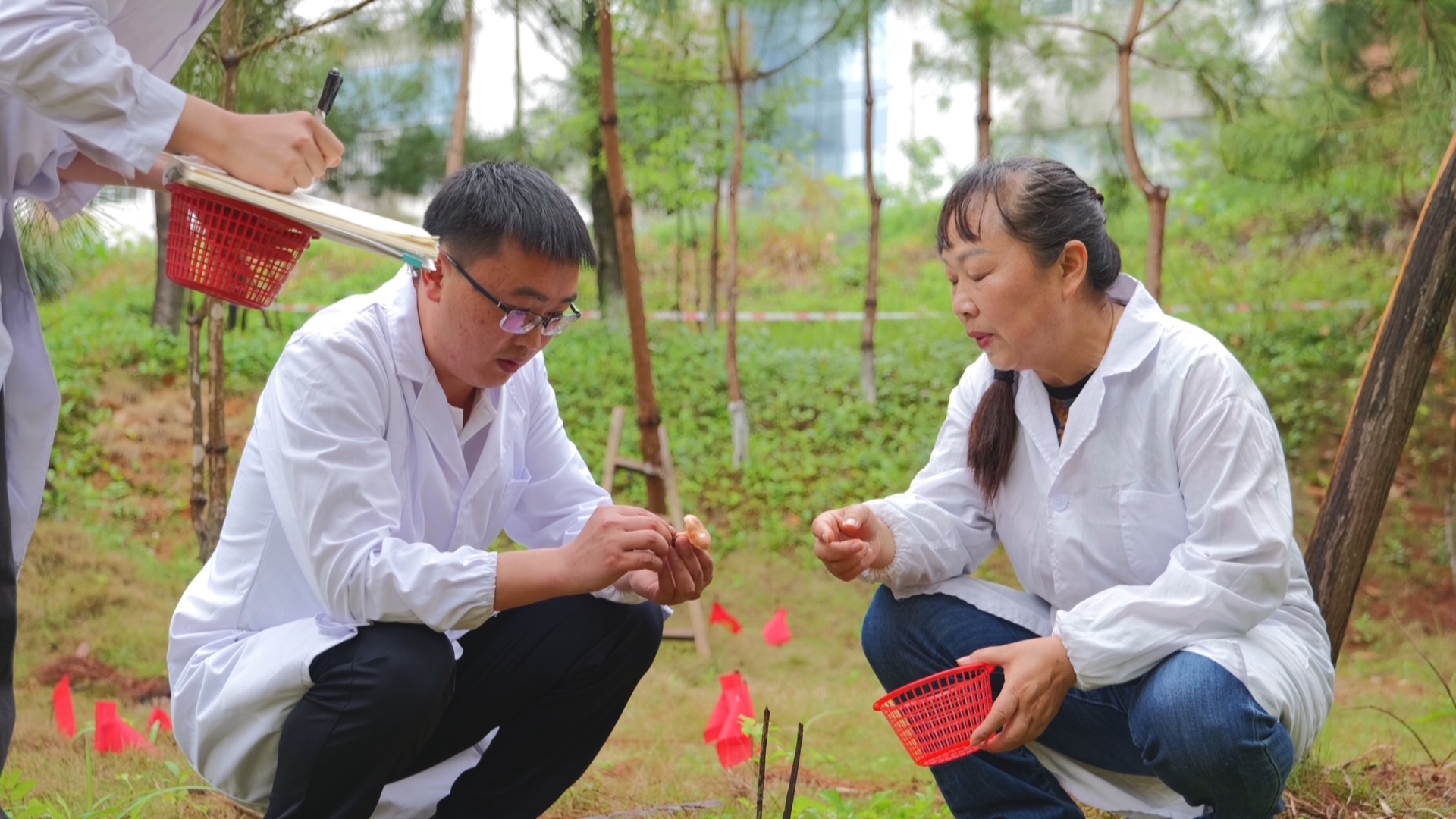 贵州新闻联播丨【牢记嘱托 展现新风采】铜仁学院松乳菇人工培育连续三年实现稳产