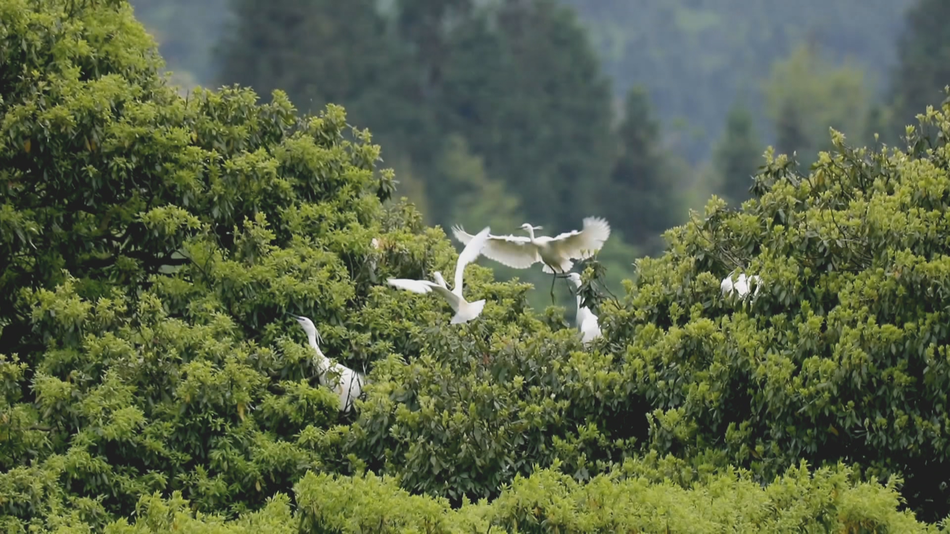 贵州新闻联播丨【学习贯彻党的二十届四中全会精神】筑牢绿色根基 厚植生态优势 打通价值转化 贵州持续推进国家生态文明试验区建设