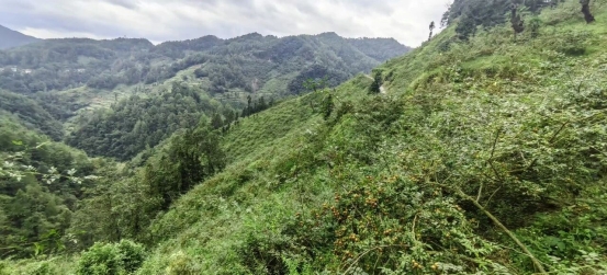 微信图片_2025-11-25_163912_134