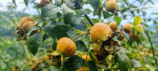 微信图片_2025-11-25_163916_950