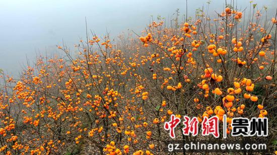 晨雾中，橙黄色的柿子密密地挂满枝头。刁苓沙 摄