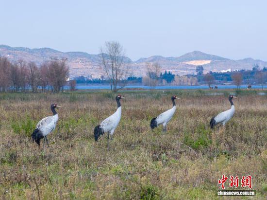 11月26日，贵州省毕节市威宁彝族回族苗族自治县草海国家级自然保护区迎来晴好天气，在此越冬的候鸟们尽享冬日暖阳。管庆巍 摄