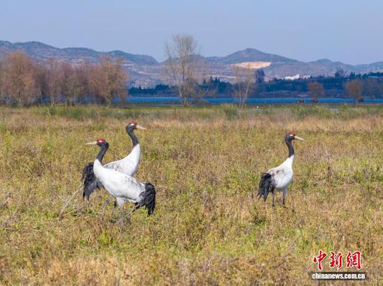 11月26日，贵州省毕节市威宁彝族回族苗族自治县草海国家级自然保护区迎来晴好天气，在此越冬的候鸟们尽享冬日暖阳。管庆巍 摄