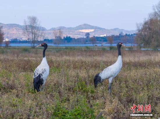 11月26日，贵州省毕节市威宁彝族回族苗族自治县草海国家级自然保护区迎来晴好天气，在此越冬的候鸟们尽享冬日暖阳。管庆巍 摄