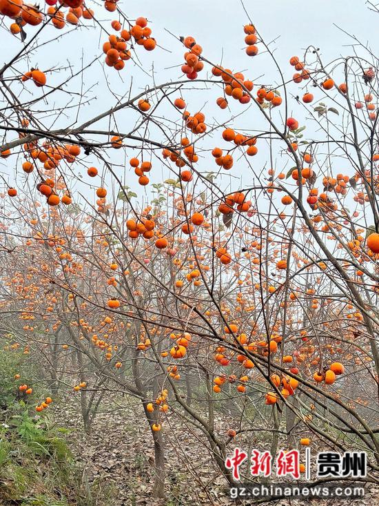 这片4亩的柿子林，如今披上了一身橙黄色的盛装。刁苓沙 摄