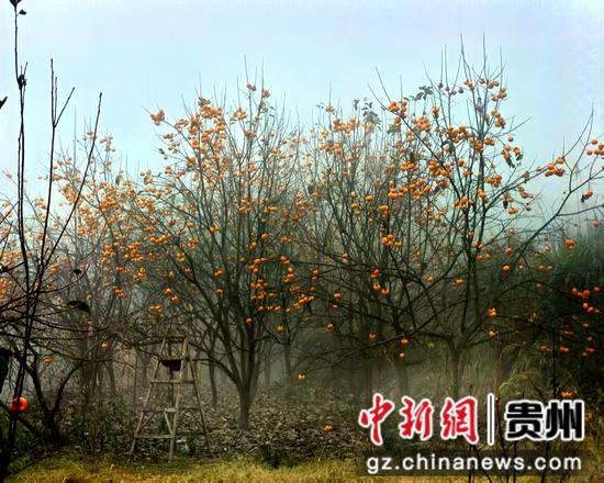 一排排柿树在朦胧中若隐若现，枝头那一个个灯笼般的柿子，用温暖的色彩点亮了冬日的早晨。刁苓沙 摄