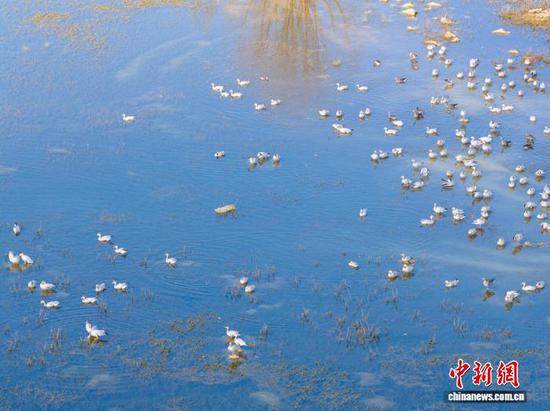 11月26日，贵州省毕节市威宁彝族回族苗族自治县草海国家级自然保护区迎来晴好天气，在此越冬的候鸟们尽享冬日暖阳。管庆巍 摄